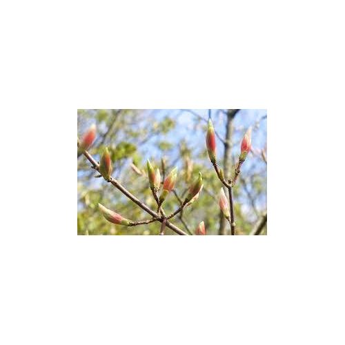 ACER CAMPESTRIS 50ML