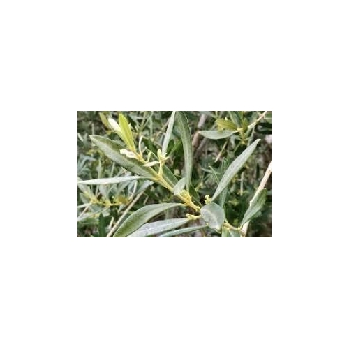 OLEA EUROPEA 50ML