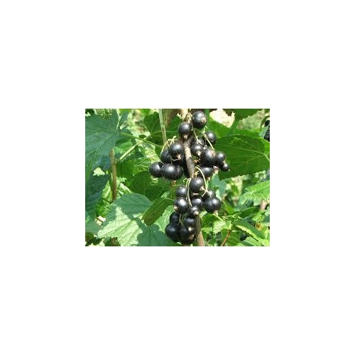 RIBES NIGRUM 50ML