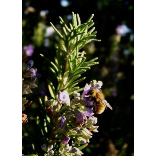 ROSMARINUS OFFICINALIS 50ML