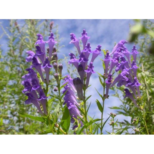 SCUTELLARIA 50ML