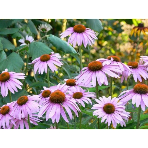 ECHINACEA ANGUSTIFOLIA 50ML