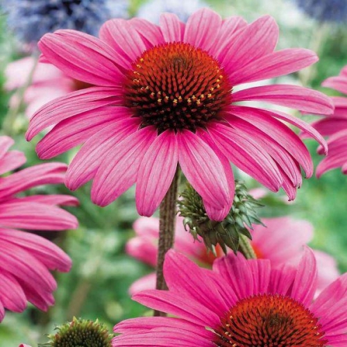 ECHINACEA PURPUREA 50ML