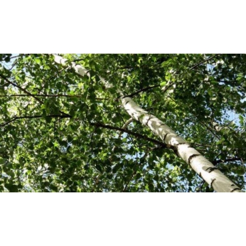 BETULA VERRUCOSA LINFA 50ML