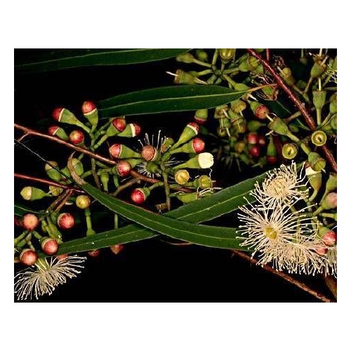 EUCALYPTUS CITRONNE ML. 10