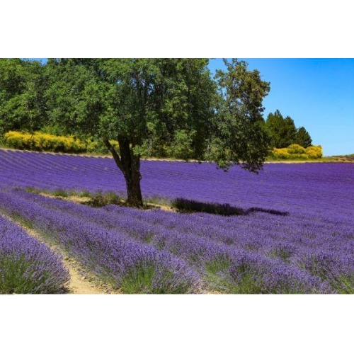 LAVANDA ANGUSTIFOLIA HAUTE PROVENCE ML. 10 BIO