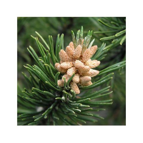 PINUS MONTANA 50ML