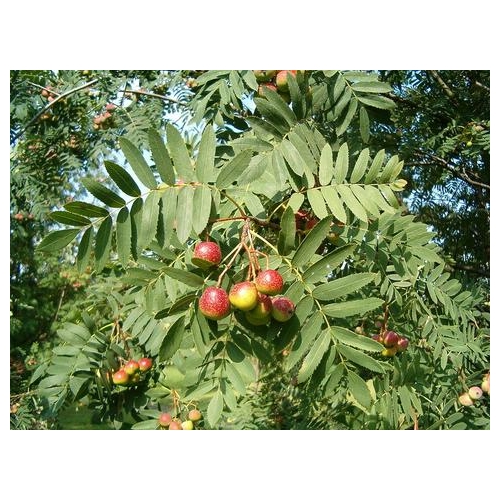 SORBUS DOMESTICA 50ML