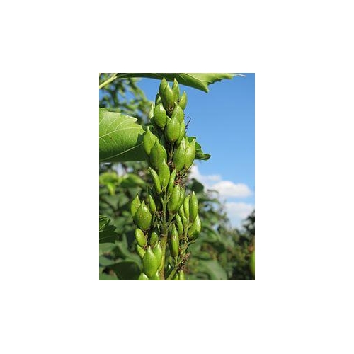 SYRINGA VULGARIS 50ML