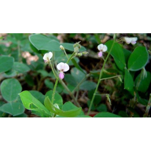 DESMODIUM ADSCENDENS DC FOGLIE GR.100